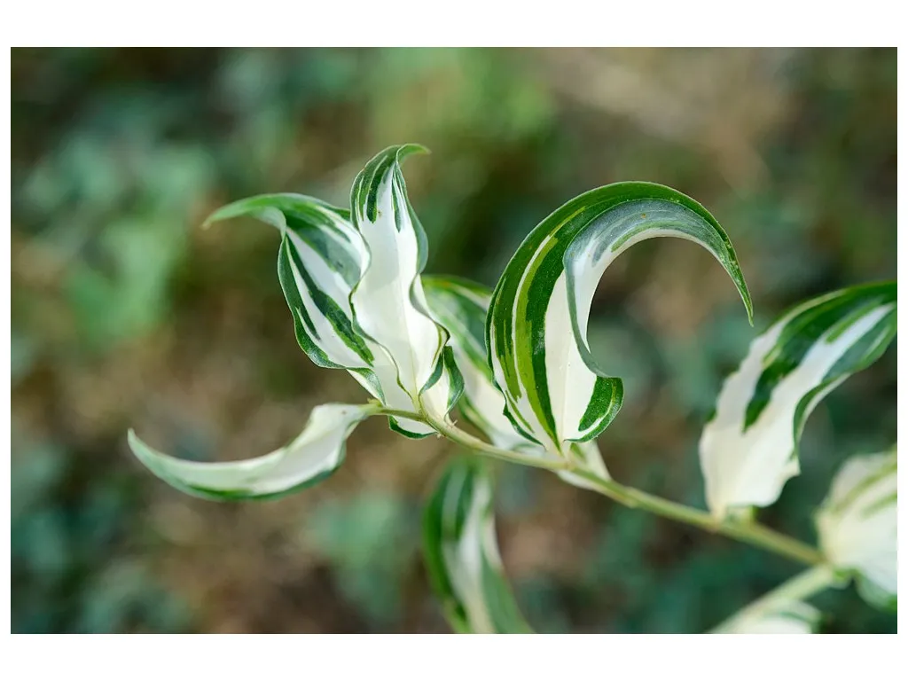 [594] Disporum cantoniense 'Moonlight'