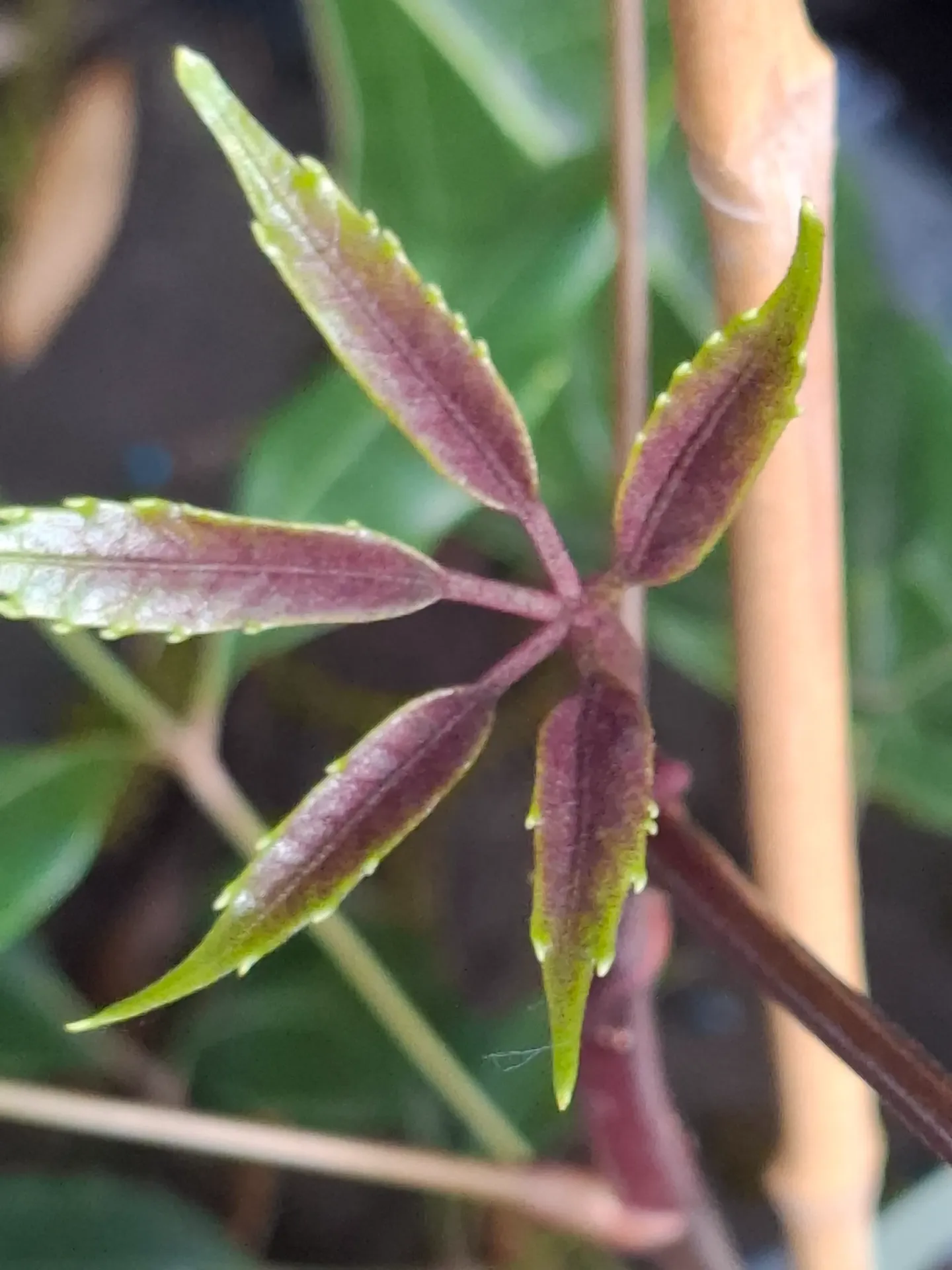 Schefflera alpine 'Mountain Gem'