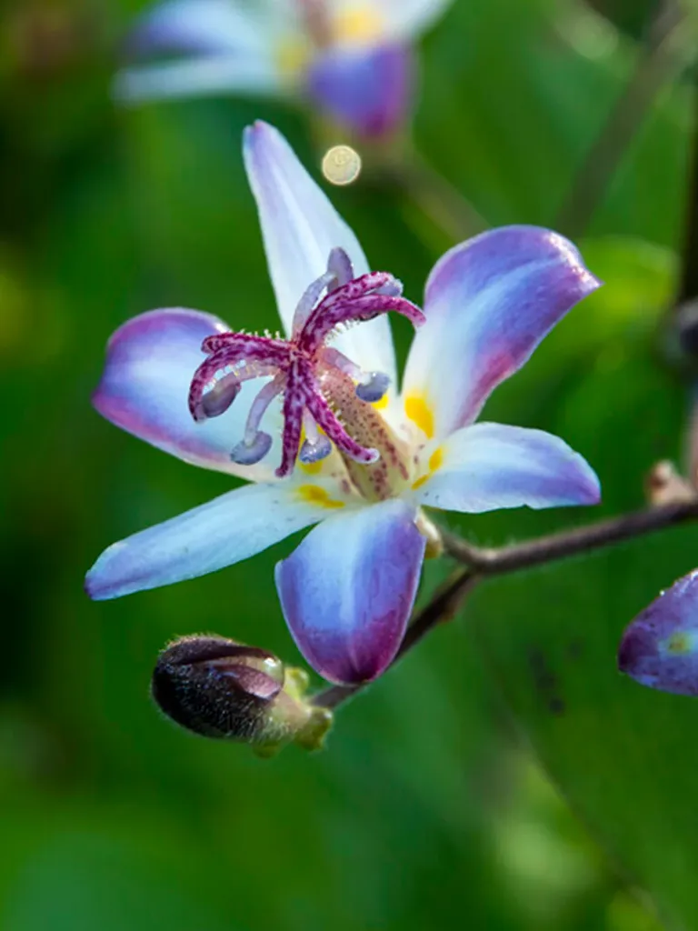 [596] Tricyrtis hirta 'Taiwan Adbane'