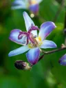 Tricyrtis hirta 'Taiwan Adbane'