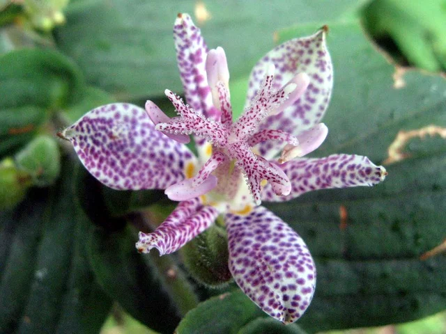 [597] Tricyrtis macropoda