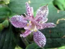 Tricyrtis macropoda