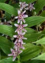 Tricyrtis hirta 'Miyazaki'
