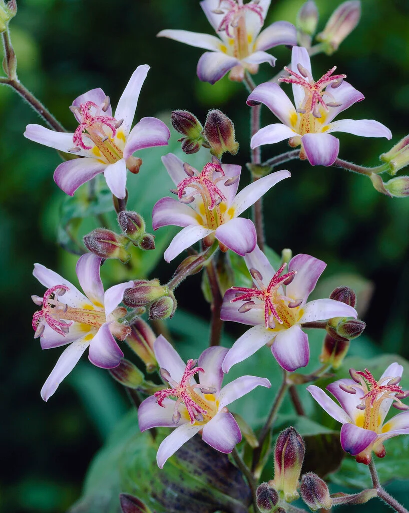 [599] Tricyrtis 'Tojen'