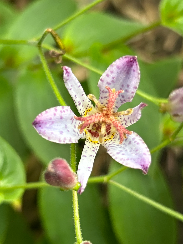 Tricyrtis 'Taipei Silk'