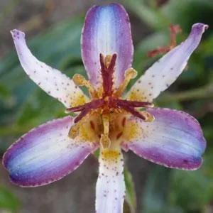 Tricyrtis 'Taipei Silk'