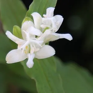 [601] Tricyrtis hirta 'Alba'