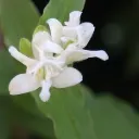 Tricyrtis hirta 'Alba'