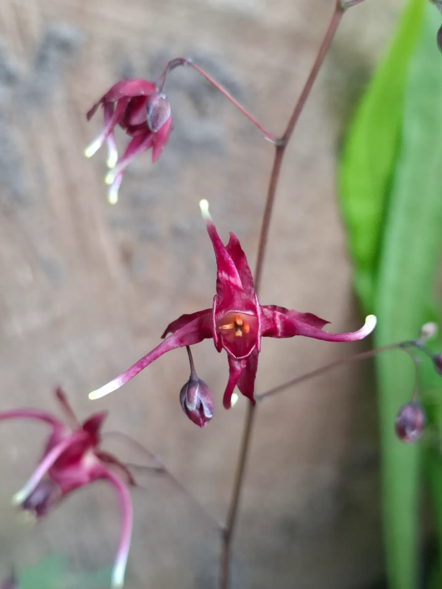 Epimedium 'Red Maximum'