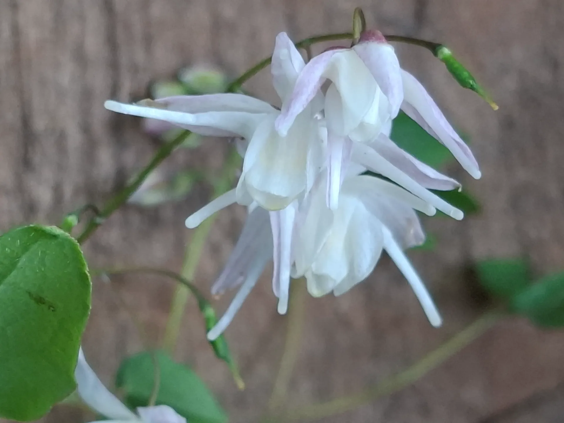 Epimedium x Youngianum 'Yenomoto'
