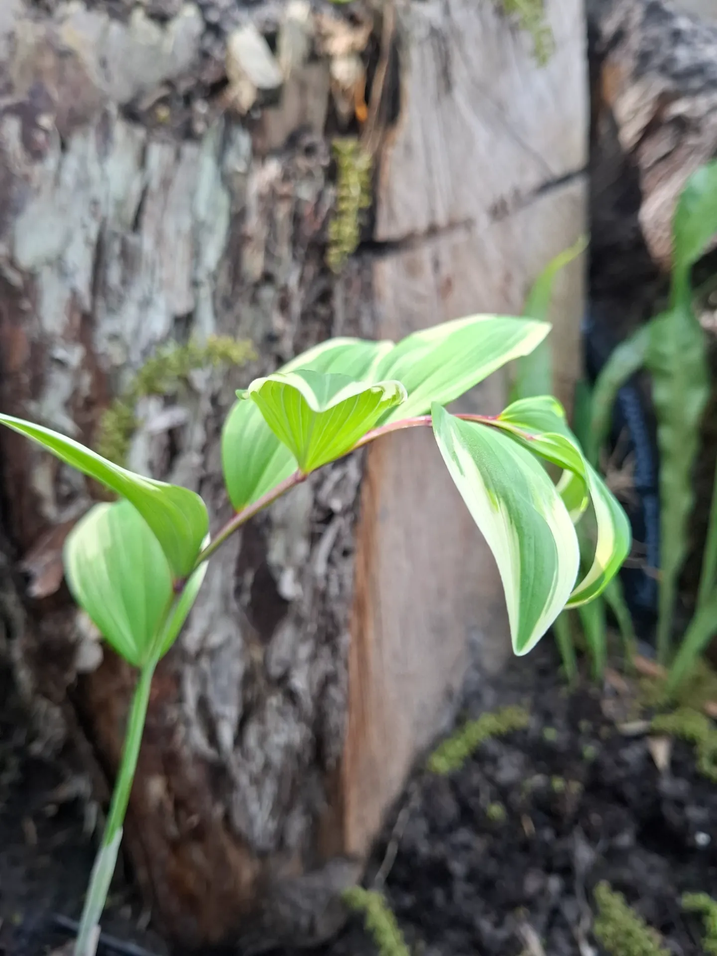 [610] Polygonatum odoratum 'Red stem'