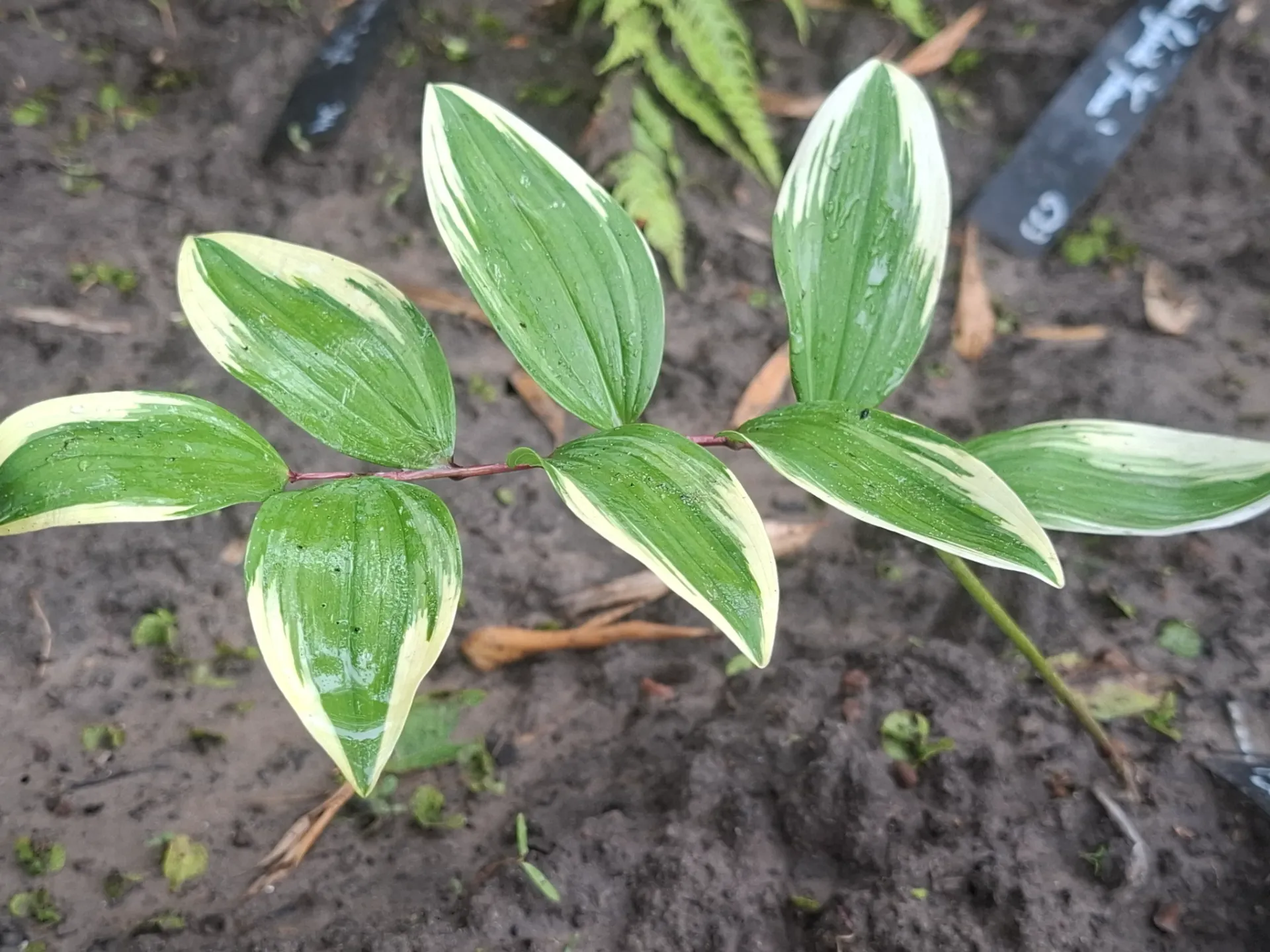 [611] Polygonatum odoratum 'Kayaba Nishiki'