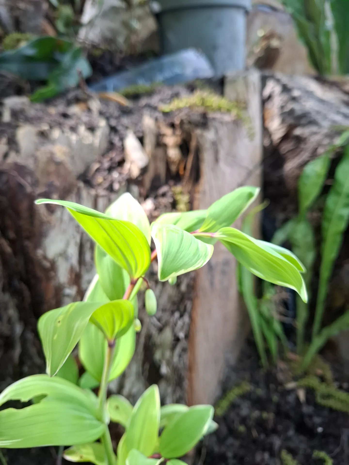 [612] Polygonatum oderatum var. pluriflorum Variegatum