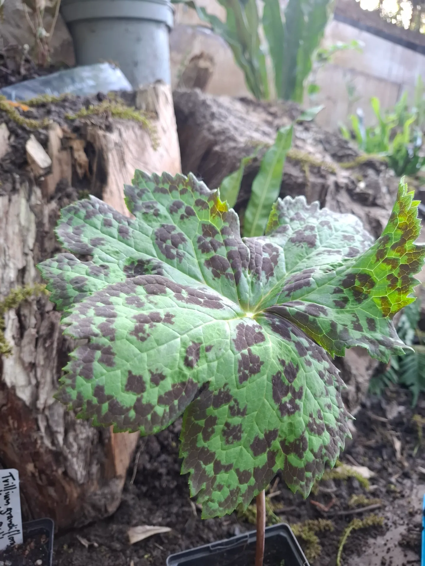 [613] Podophyllum hexandrum 'Majus Chocolate Star'