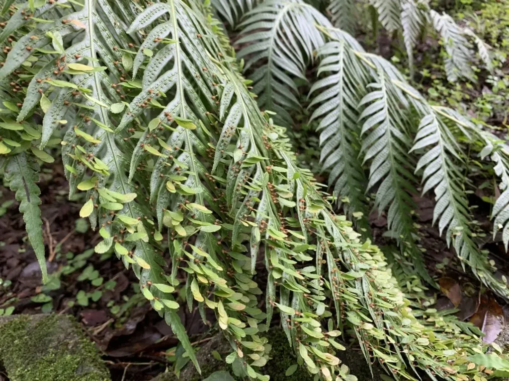 [617] Woodwardia prolifera