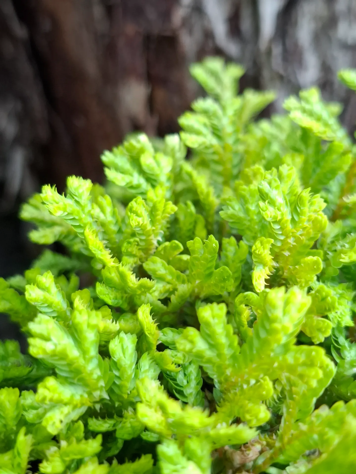 [618] Selaginella kraussiana var. 'aurea'