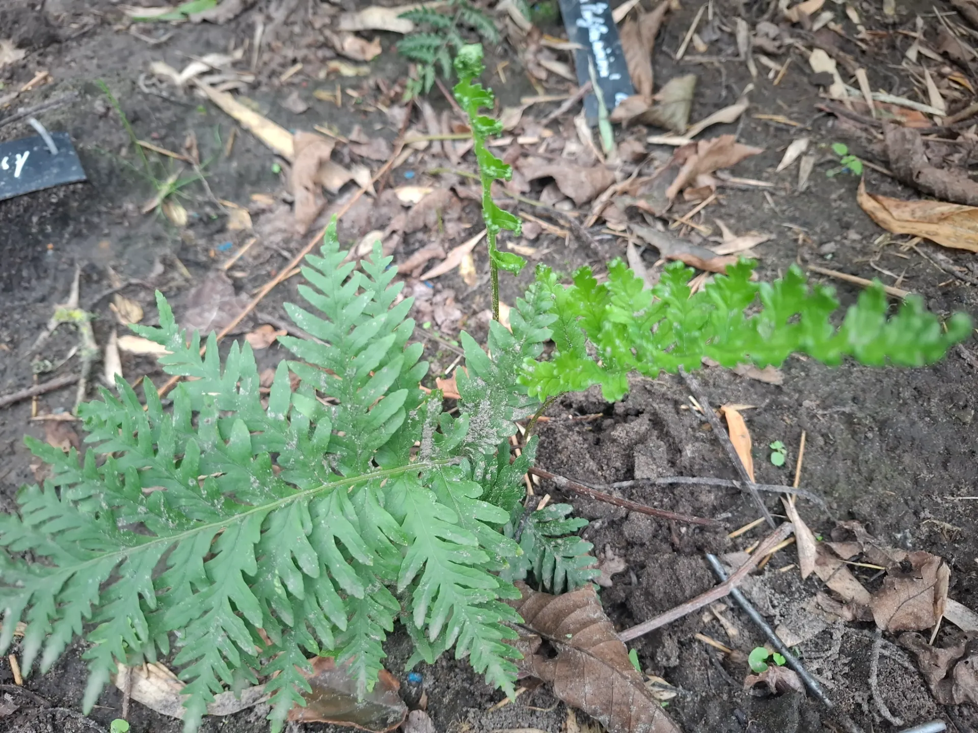 Polypodium cambricum 'Richard Kayse'