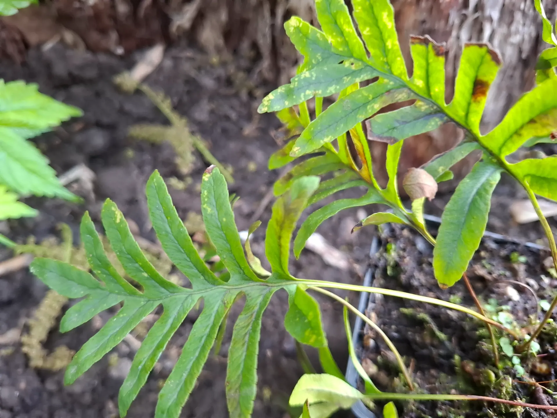 Polypodium vulgare 'Whitley Giant'