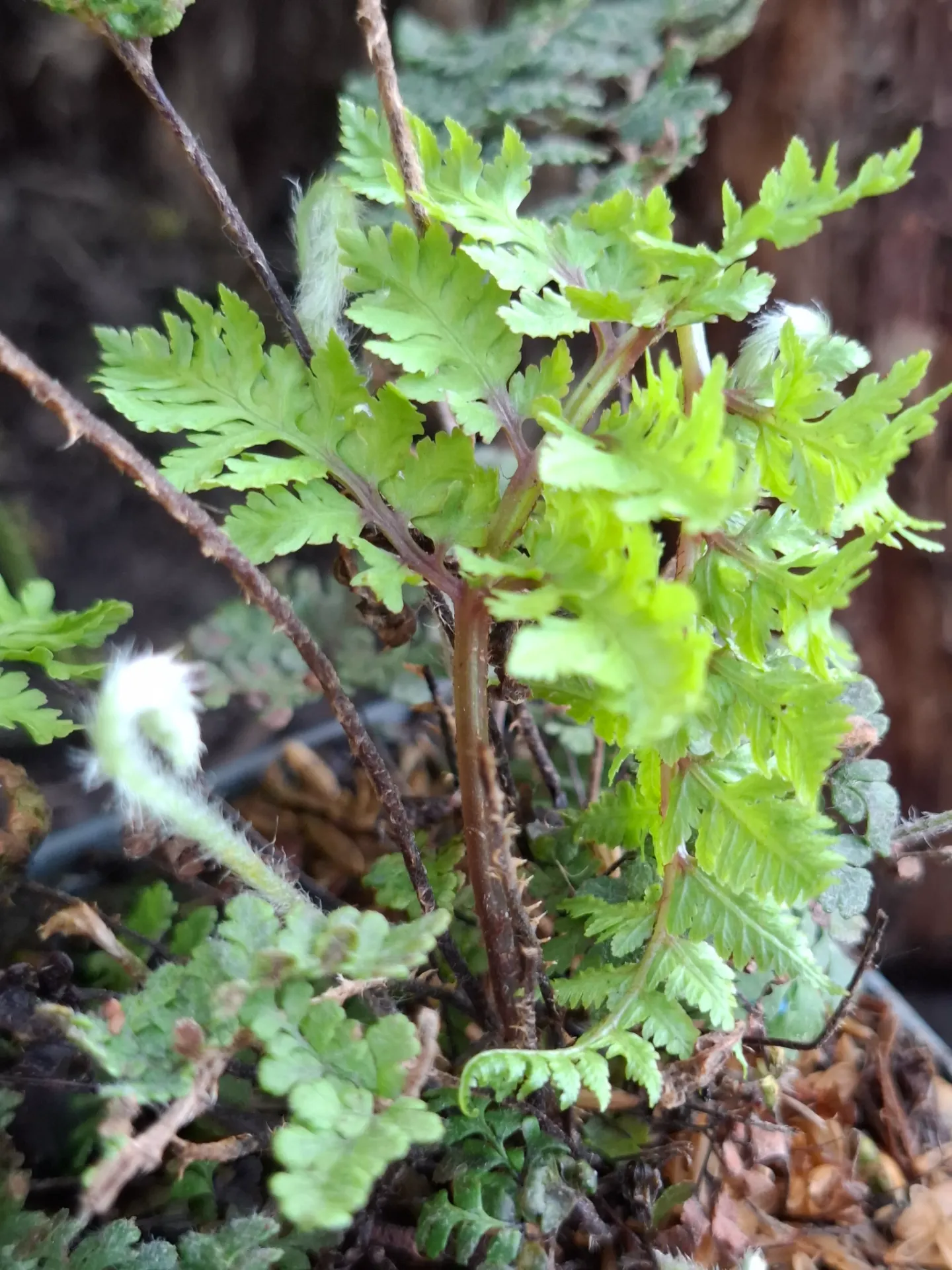 [621] Hemionitis lanosa syn. Cheilanthes lanosa