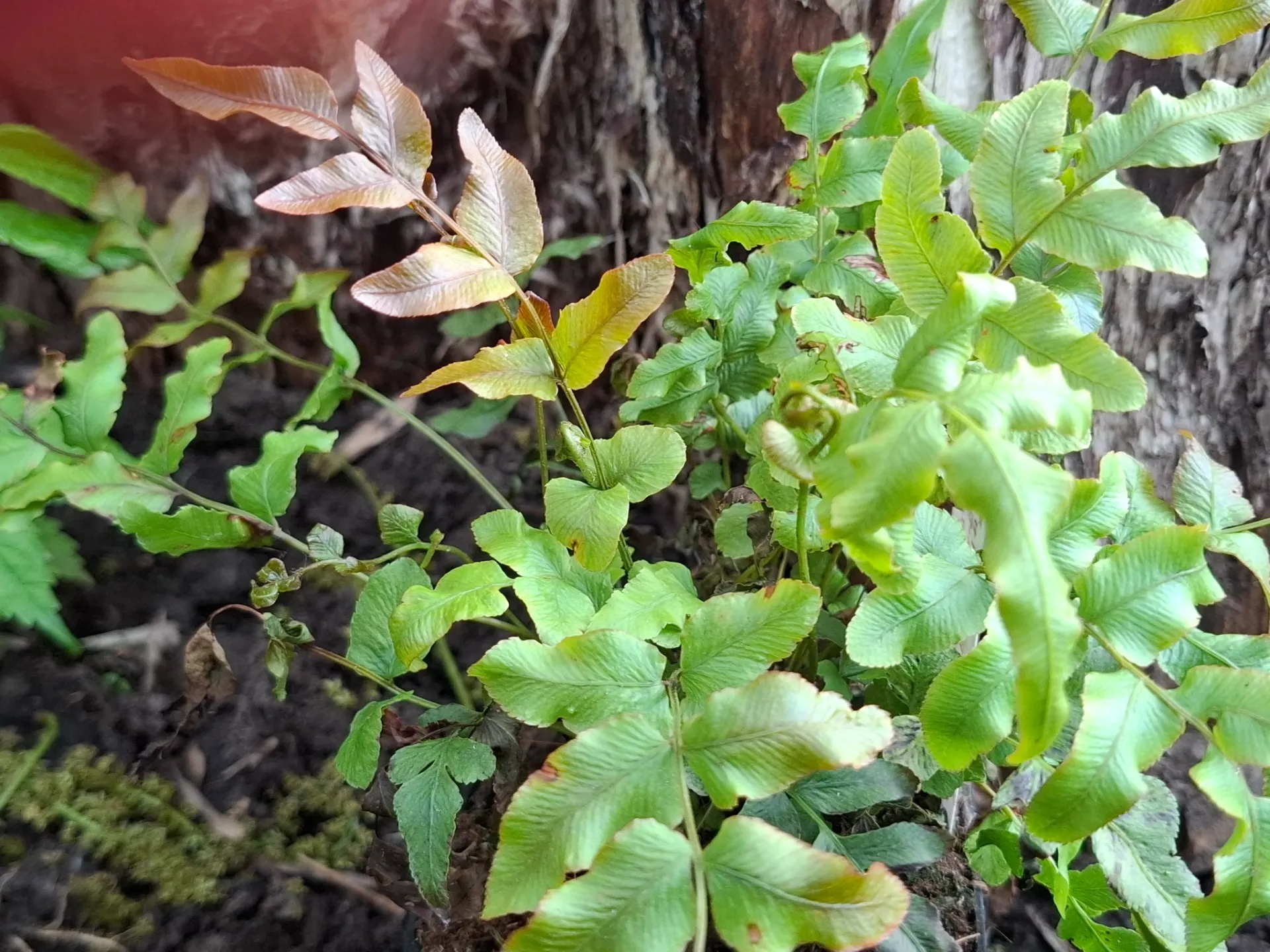 [622] Blechnum Minus