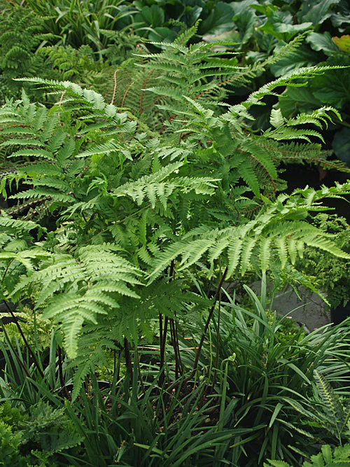 [623] Pteris wallichiana 'Black stem'