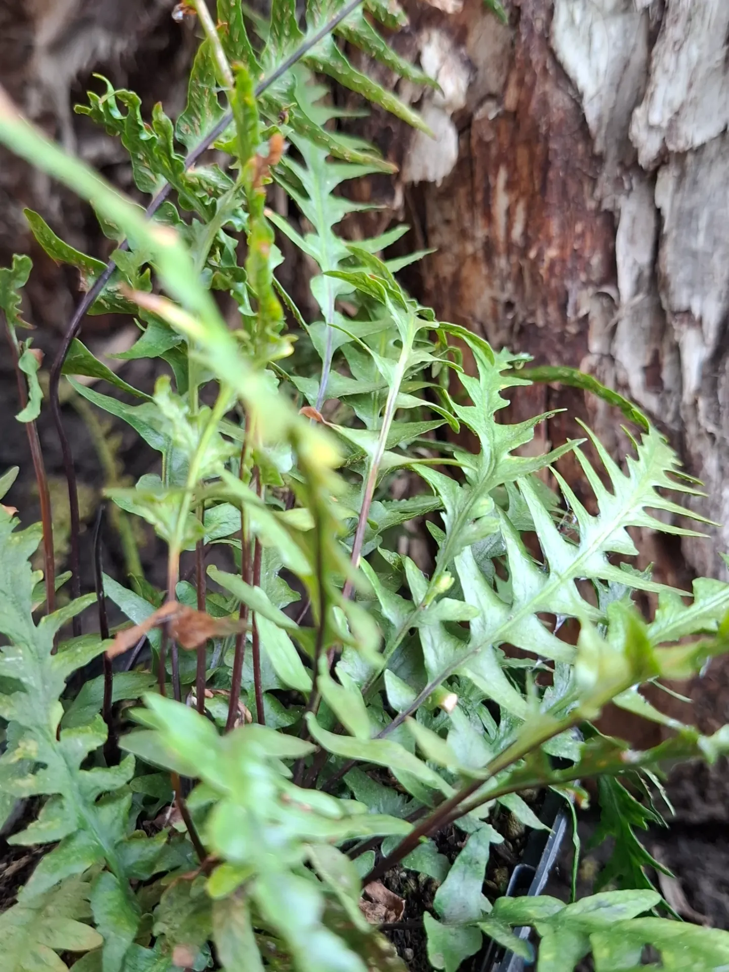 [625] Asplenium x ebenoides