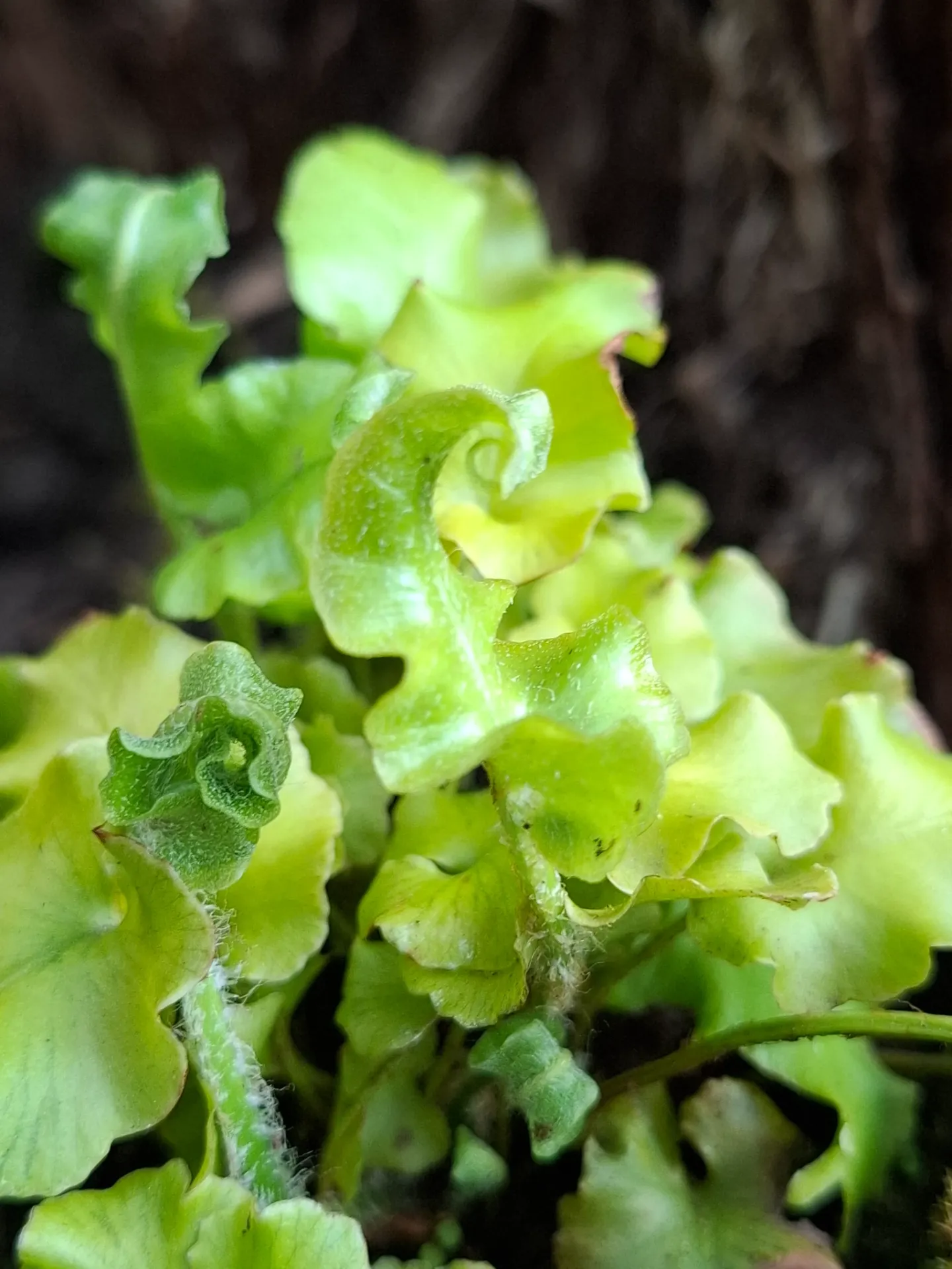 [626] Asplenium scolopendrium 'Crispum Bolton's Nobile'