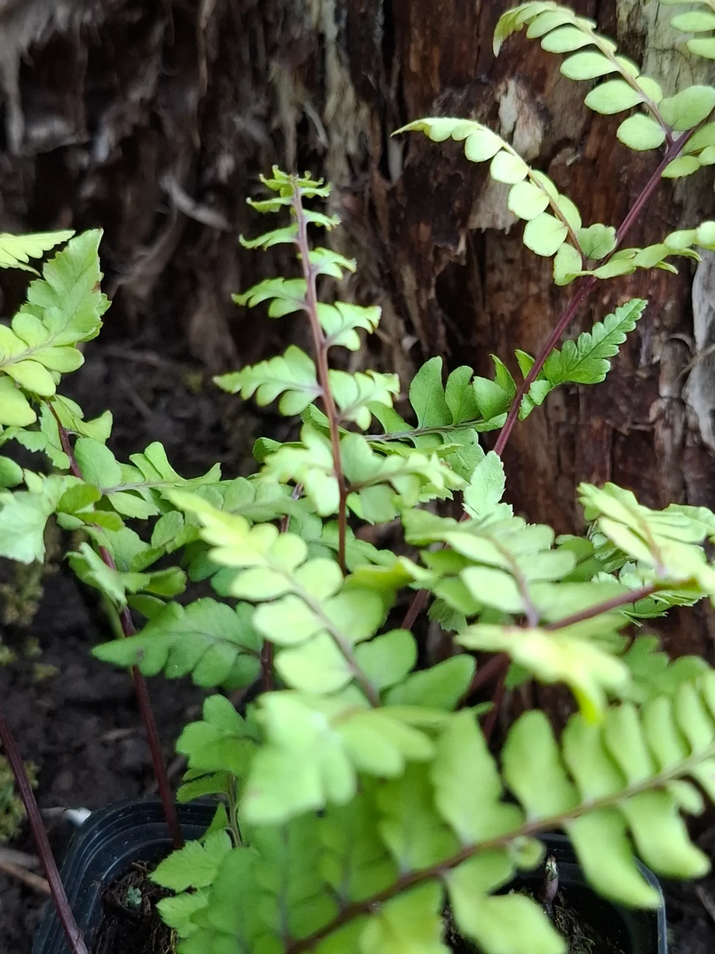 [627] Athyrium otophorum var. 'Okanum'