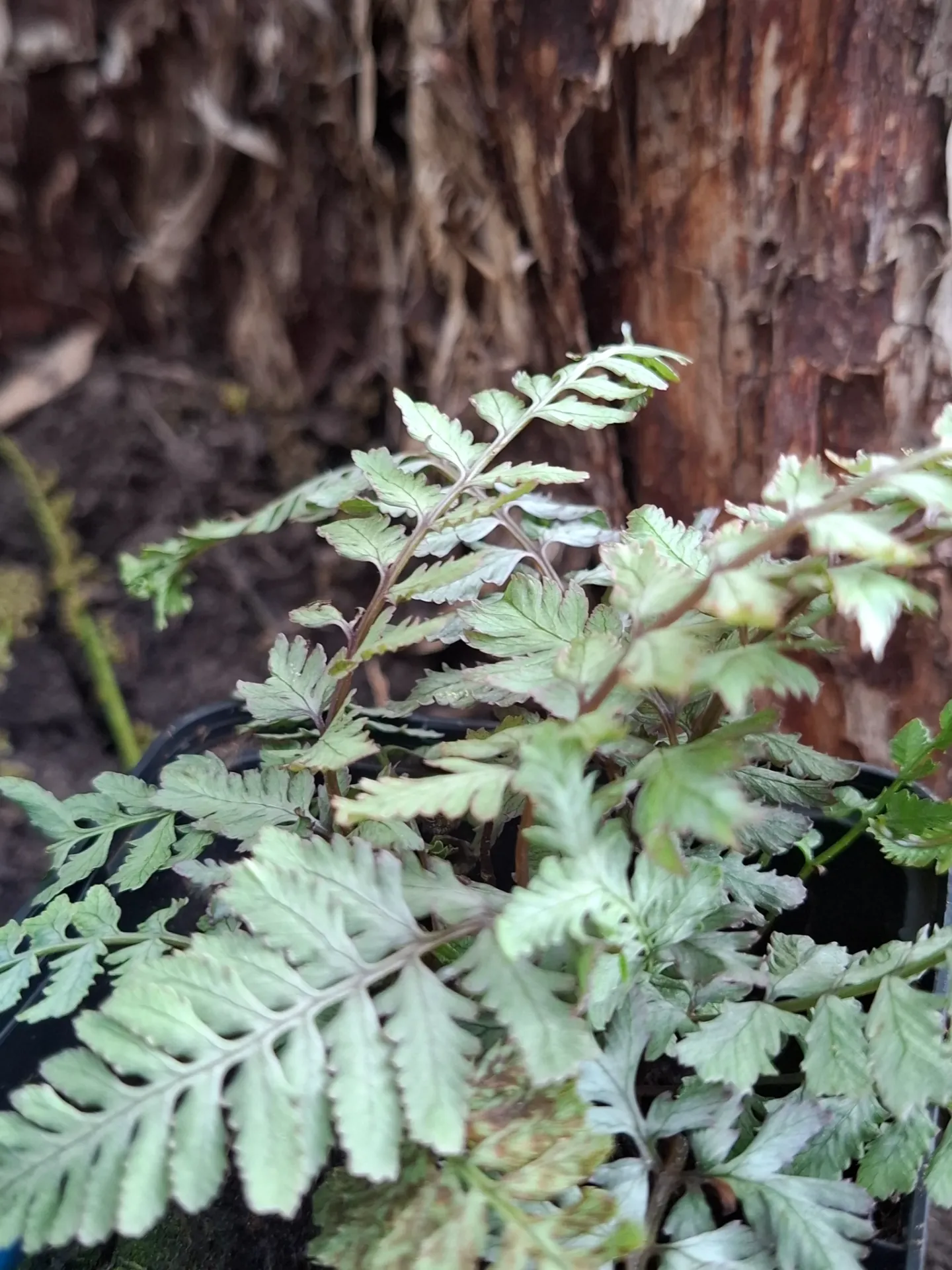 [631] Athyrium niponicum 'Crested surf'