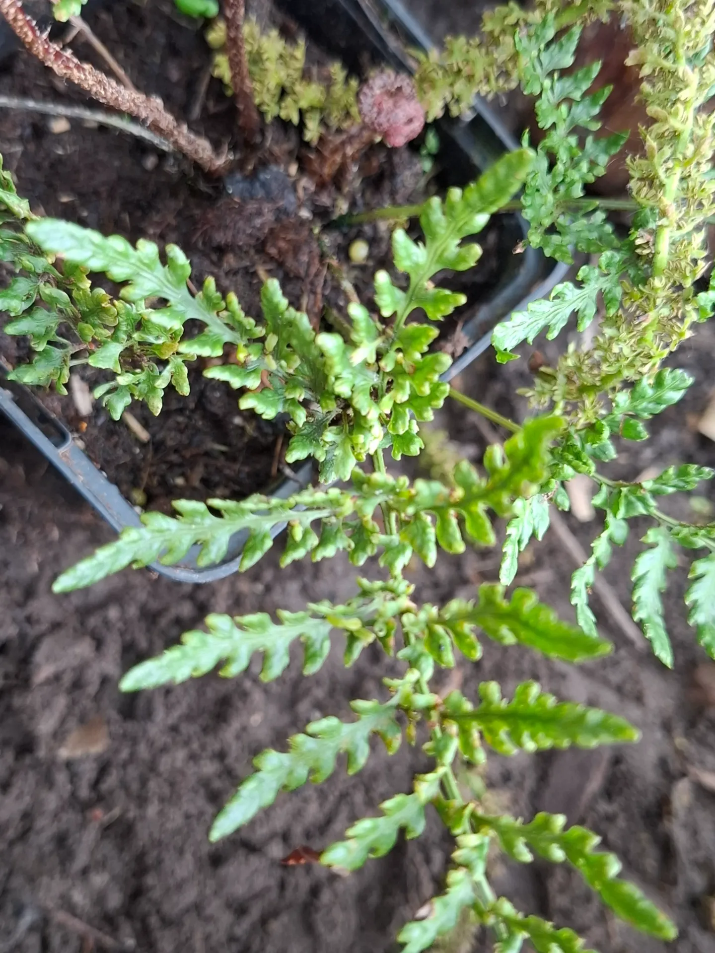 [630] Dryopteris erythrosora 'Prolifica Minima'