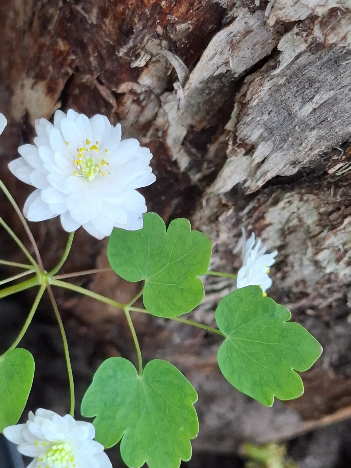 Anemonella thalictroides 'Eiswolke JP' (syn Thalictrum thalictroides )