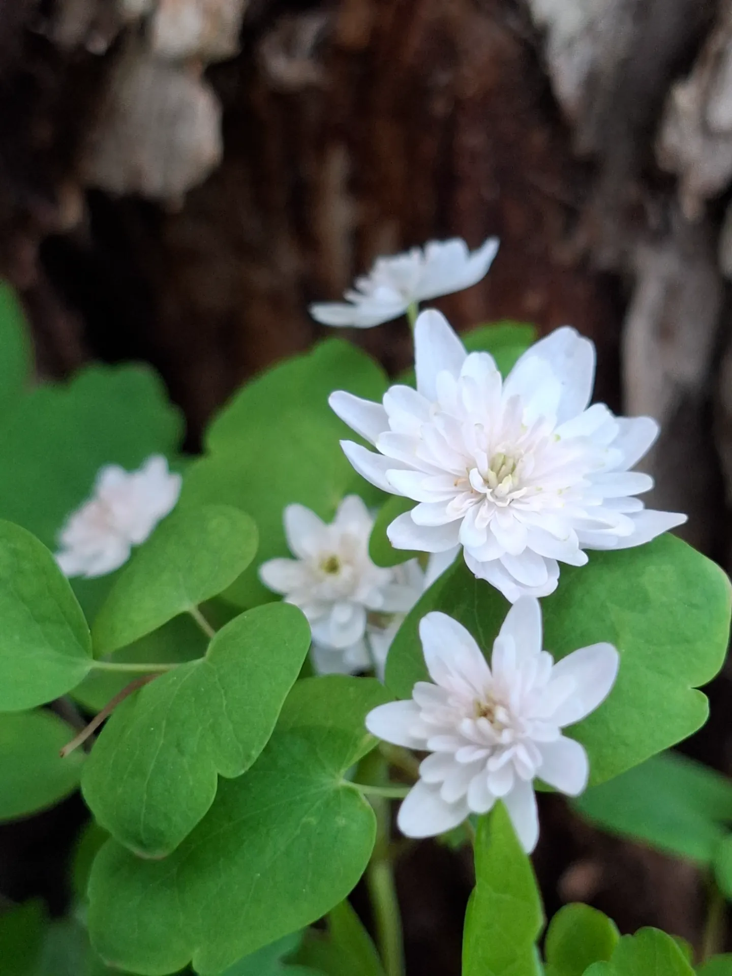 [603] Anemonella thalictroides 'White Bell's' (syn Thalictrum thalictroides )
