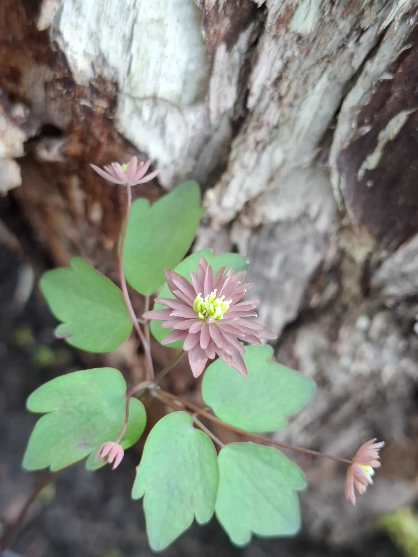 Anemonella thalictroides 'Double Purple' (syn Thalictrum thalictroides )