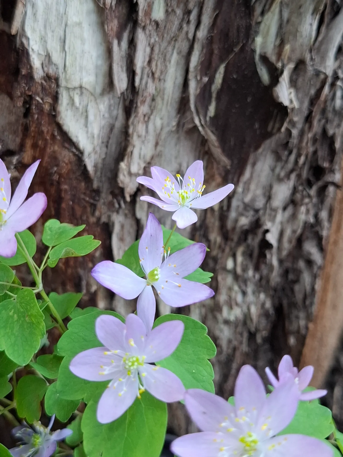 Anemonella thalictroides 'Pink Susanne JP' (syn Thalictrum thalictroides )