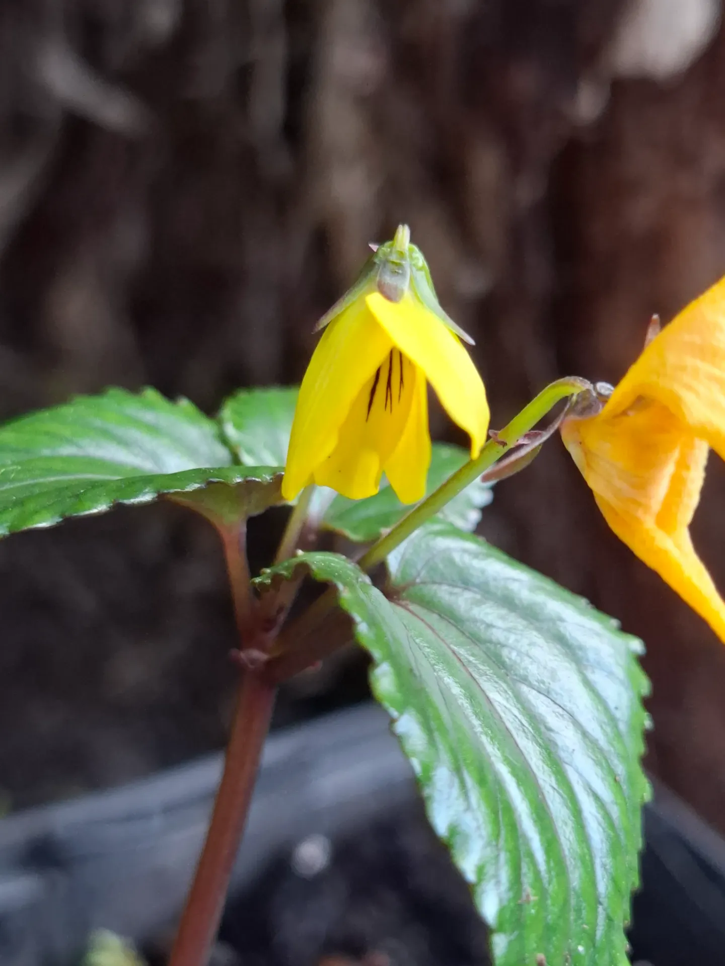 [586] Viola brevistipulata var. Hidakana