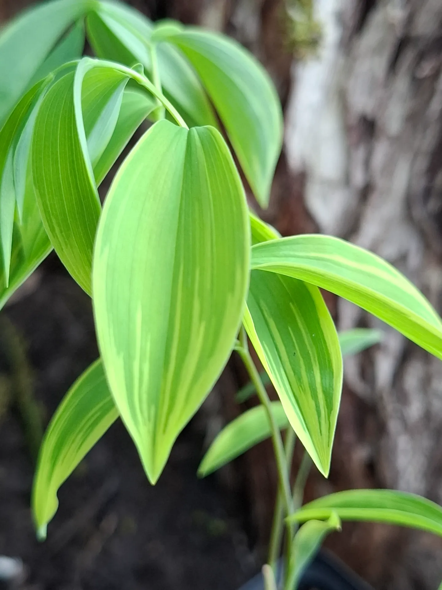 [593] Uvularia Sessilifolia 'Cobblewood Gold'