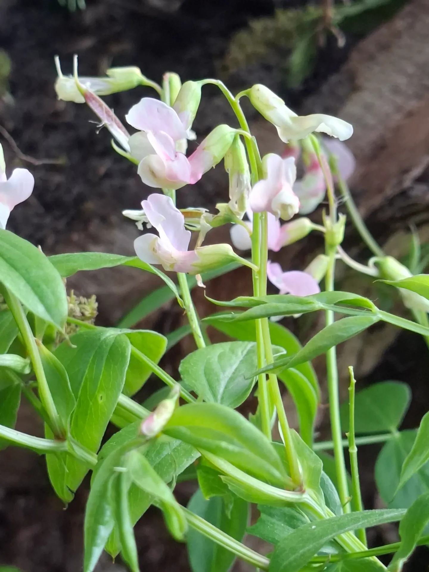 Lathyrus Vernus 'Alboroseas'