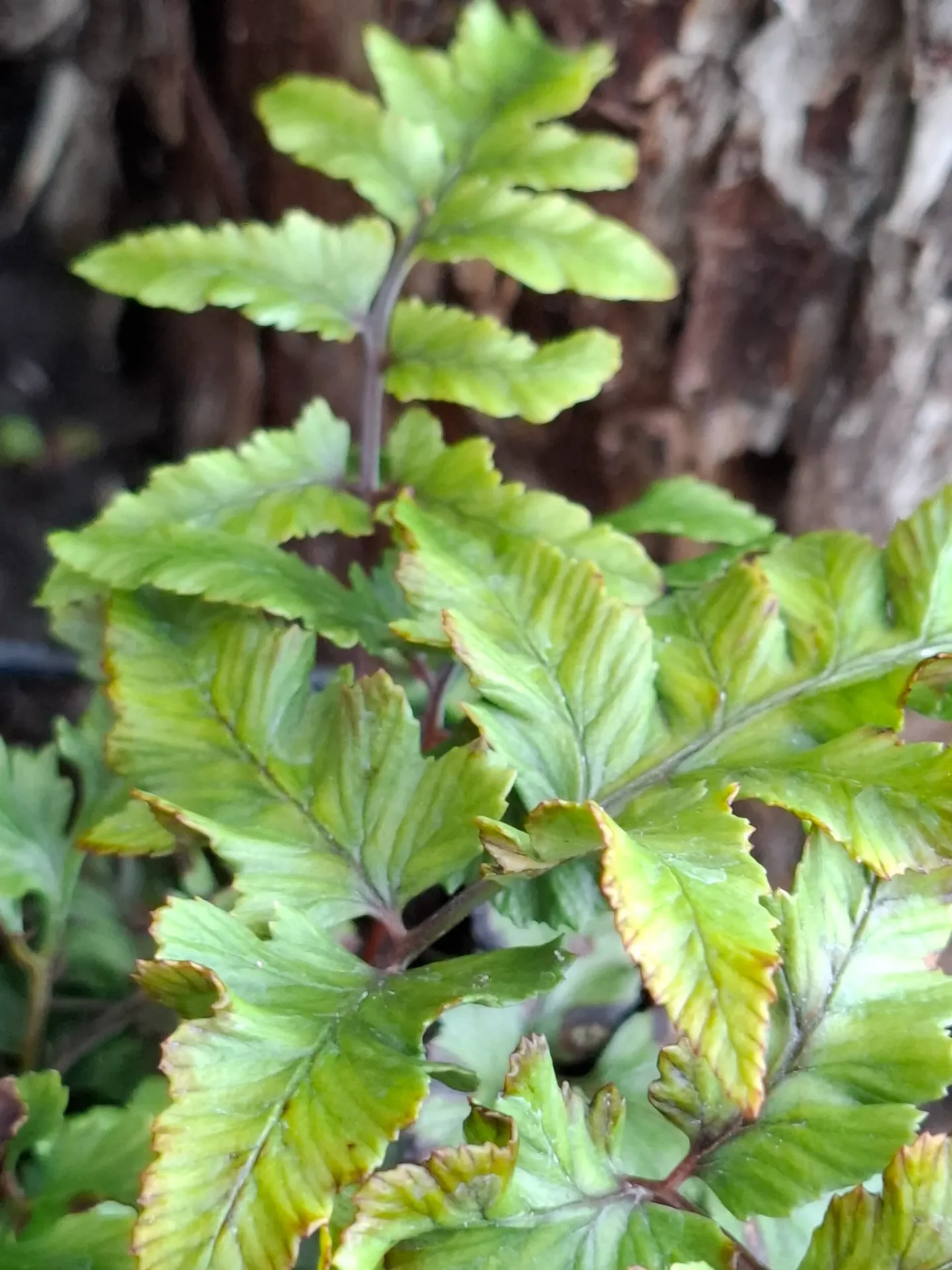 [619] Athyrium sheareri