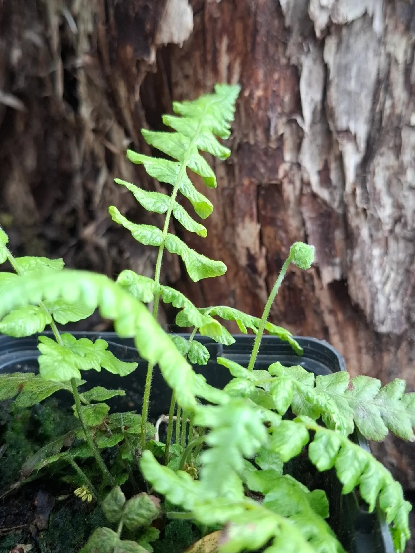 [629] Thelypteris Tottoides (syn. Cyclosorus Tottoides)