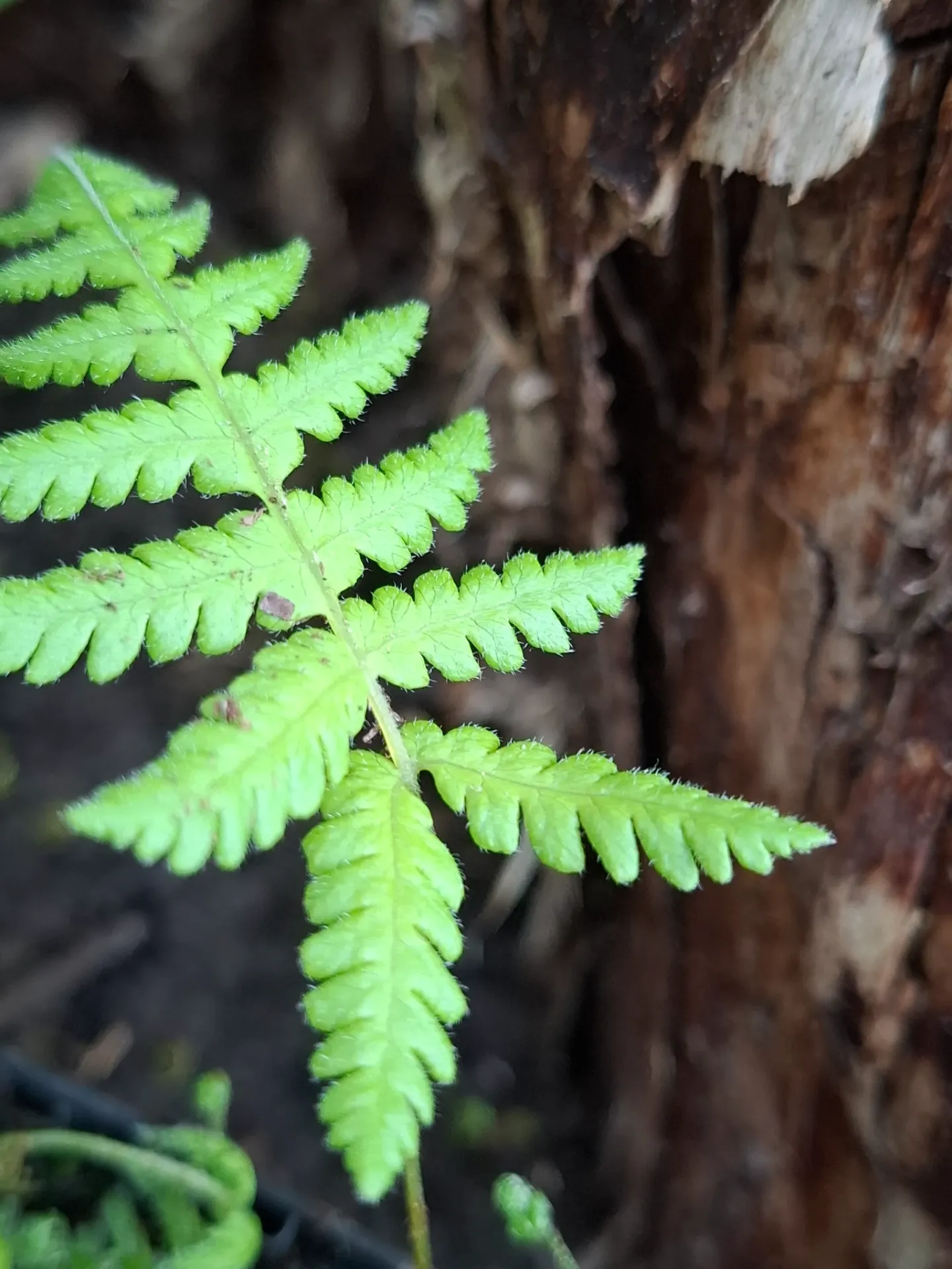 [632] Phegopteris connectilis