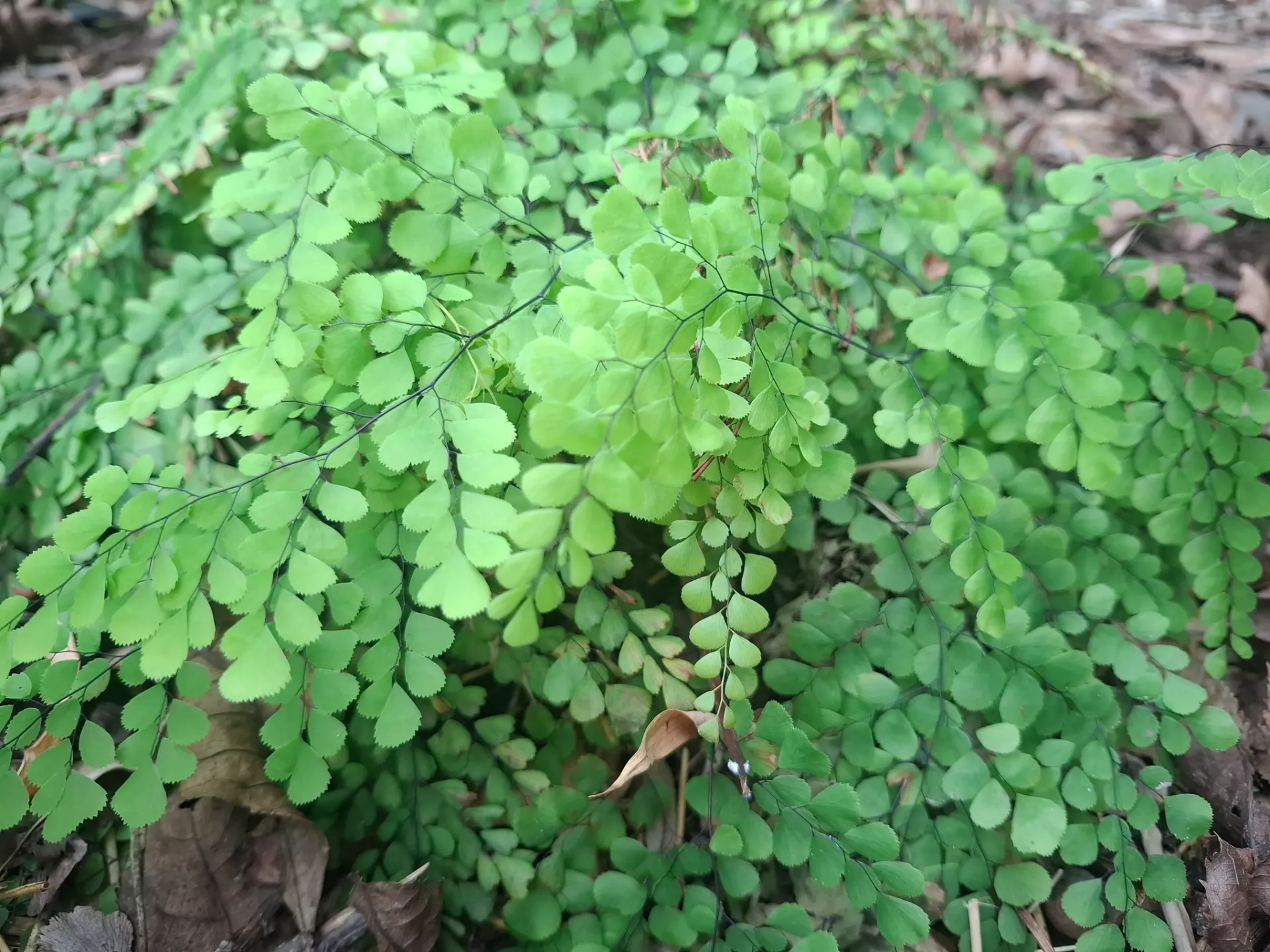 Adiantum venustum (vermoedelijk Adiantum Tibeticum)