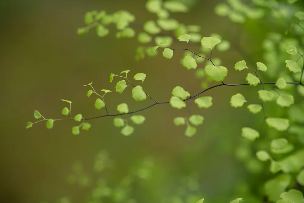 [635] Adiantum Thalictroides