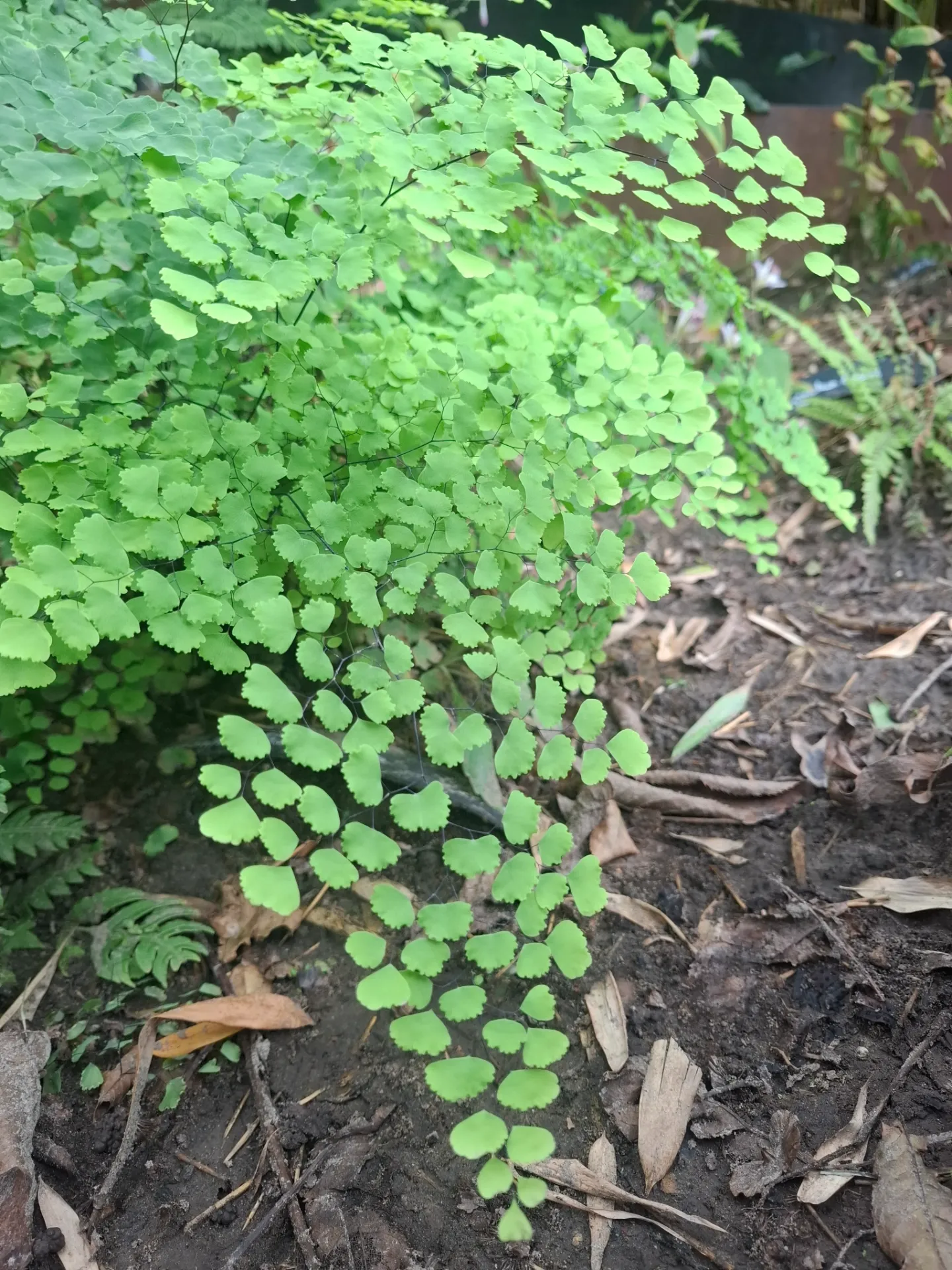 [635] Adiantum thalictroides