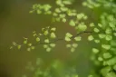Adiantum Thalictroides