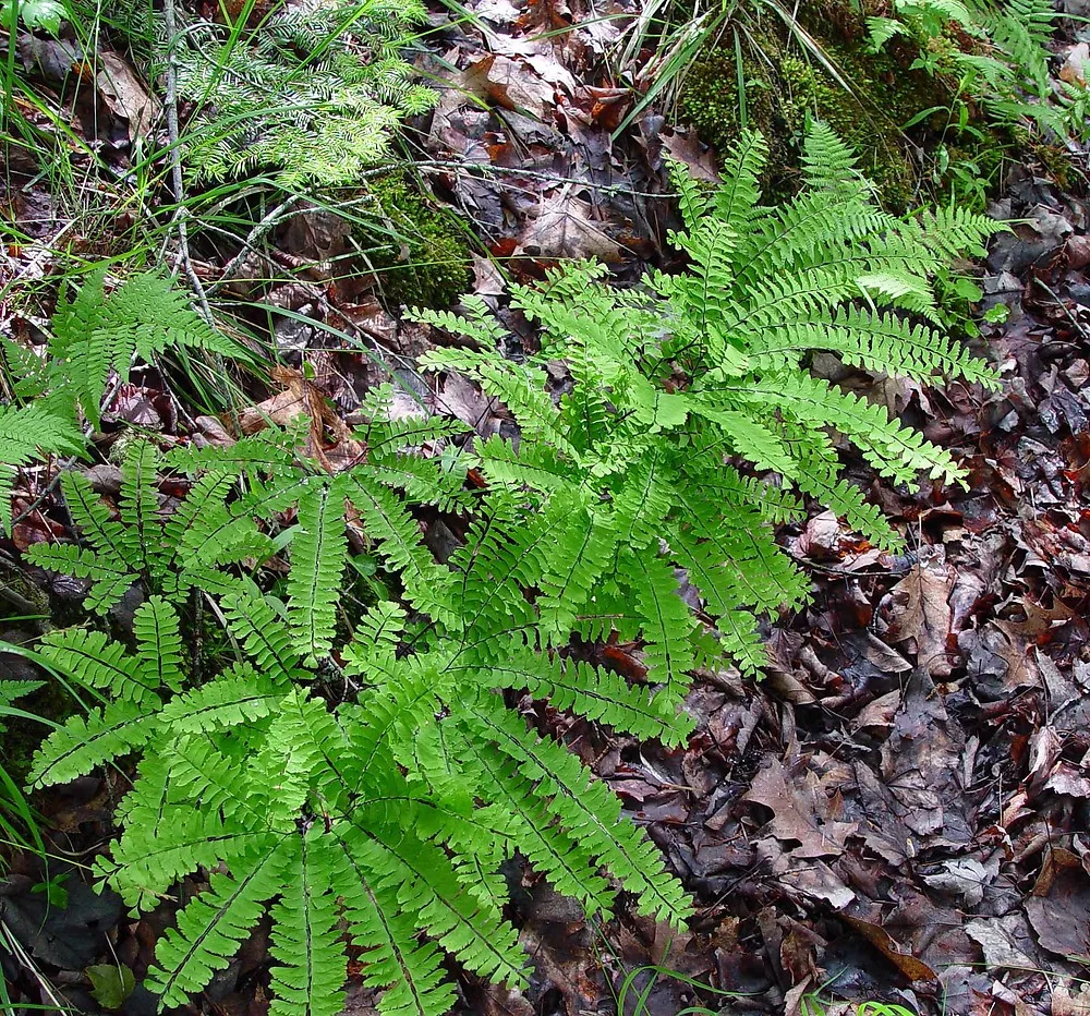 [636] Adiantum viridimontanum