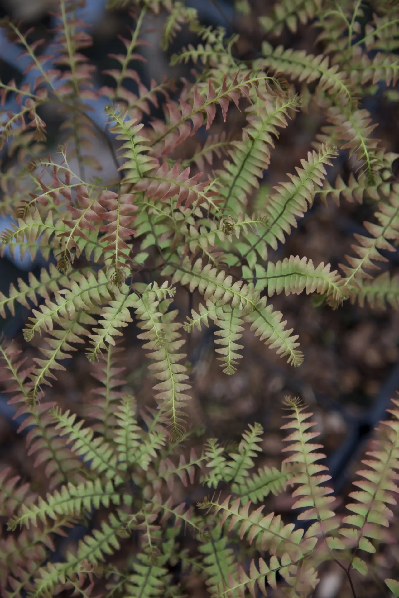 [637] Adiantum japonicum