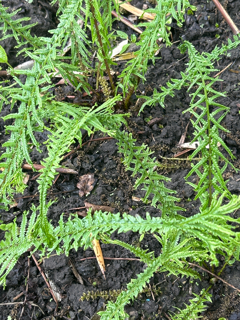 Athyrium felix-femina 'Victoriae'