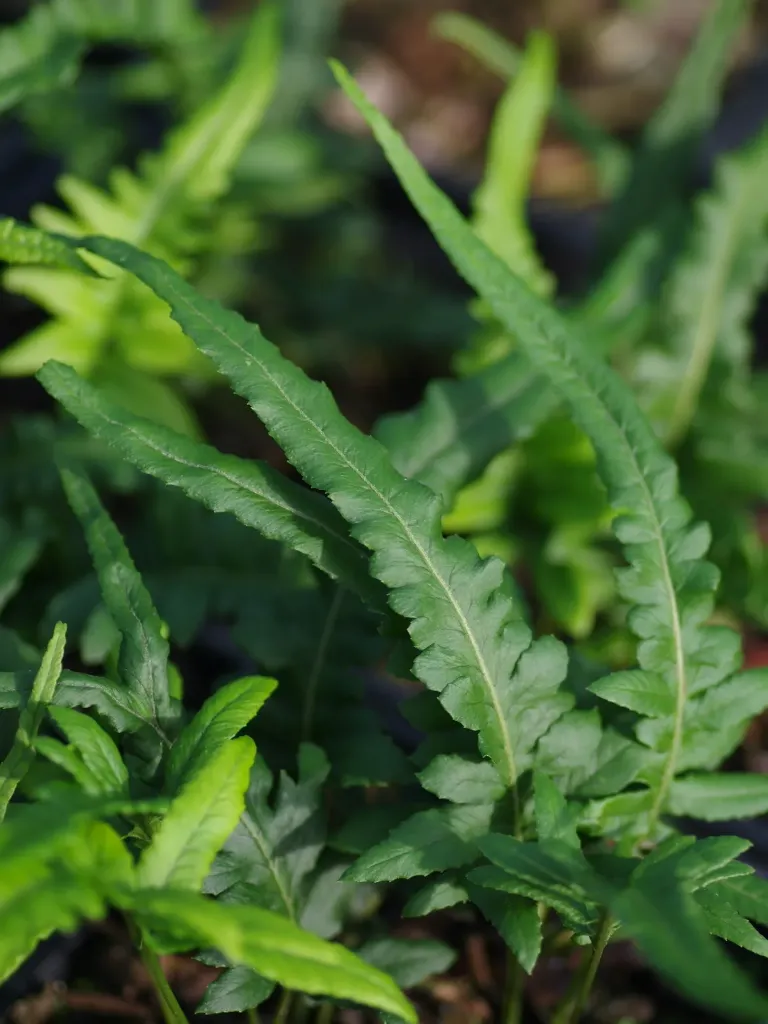 [574] Polypodium glycyrrhiza 'Longicaudatum'