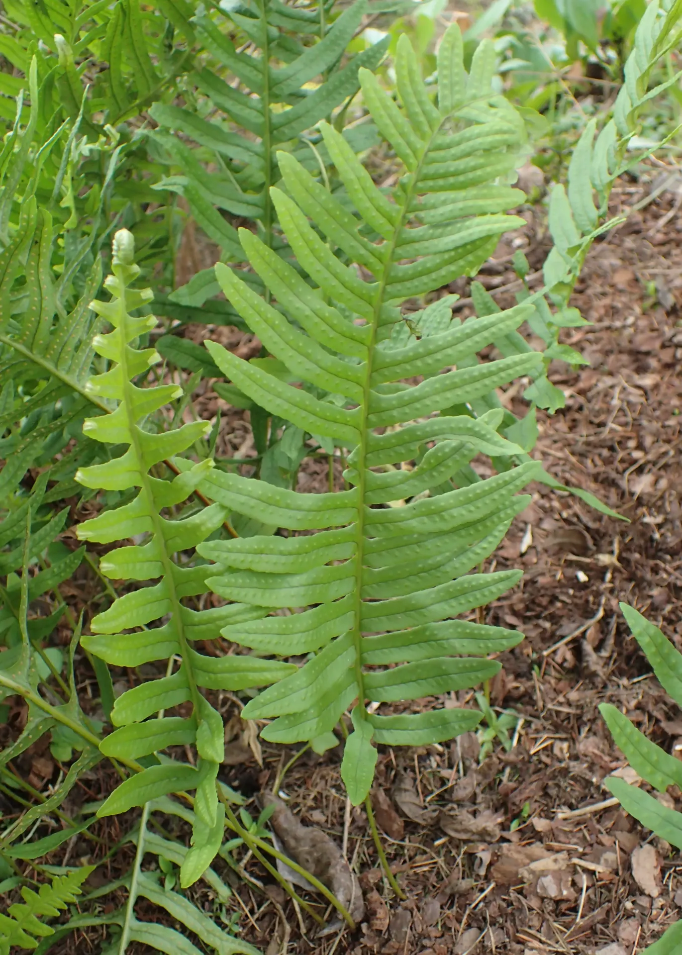 [639] Polypodium interjectum