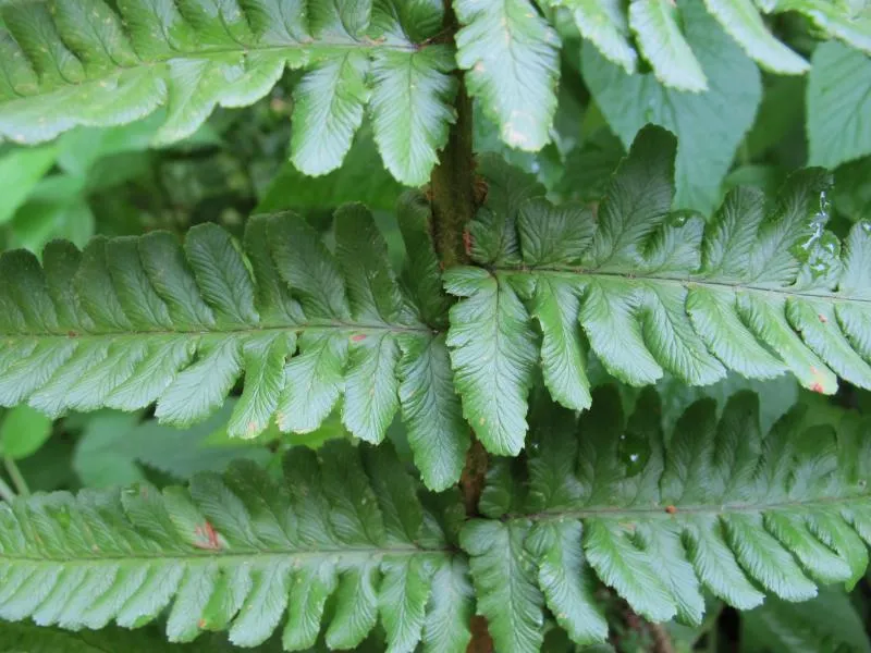 Dryopteris tavelii (syn. Dropteris affinis f. dilatata)